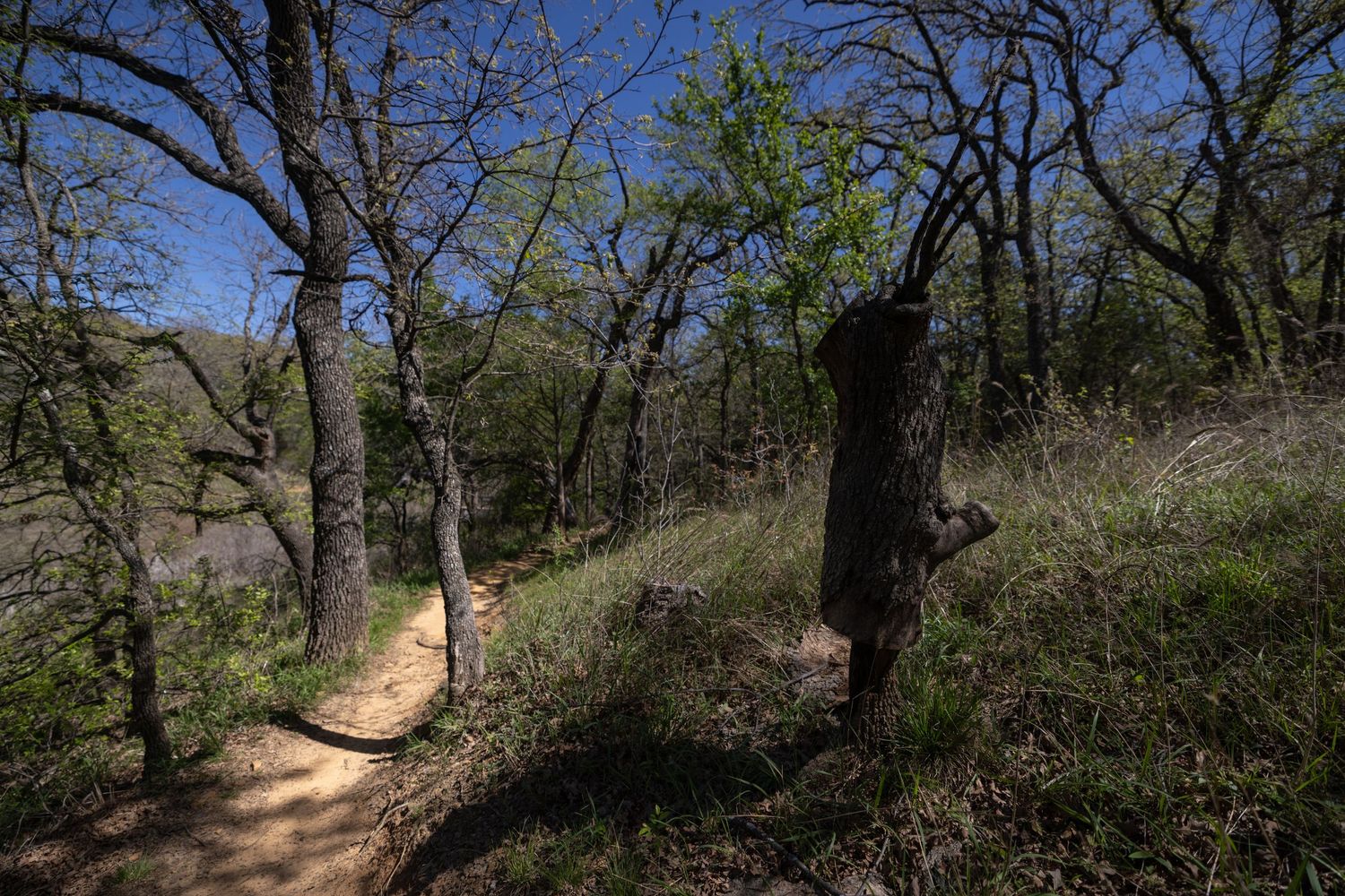 Winding dirt trail through lush oak woodland with dappled sunlight filtering through green canopy in a Texas nature park.