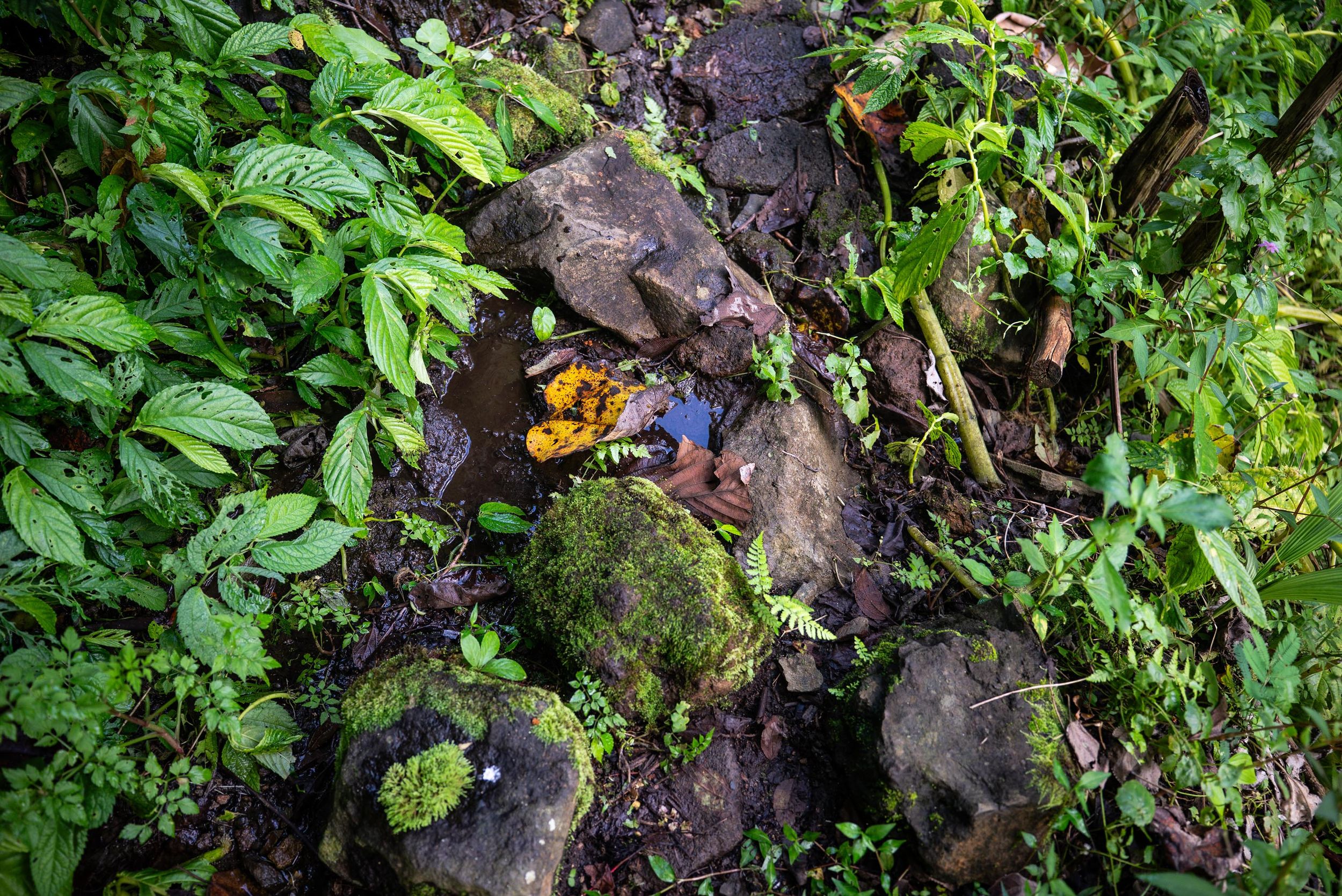 Colorful toy figure resting on mossy rocks surrounded by lush green tropical vegetation and plants.