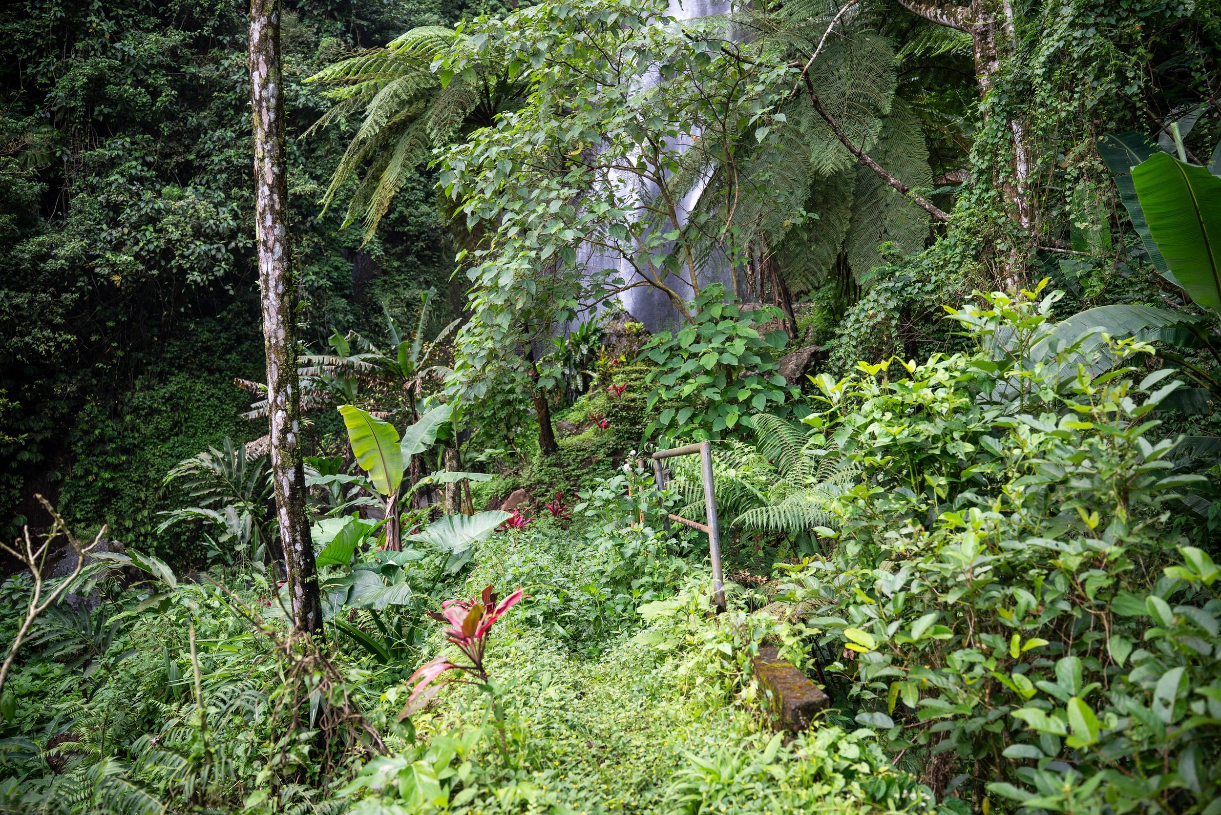Steep stone steps descending through the jungle to Bengbengan Waterfall