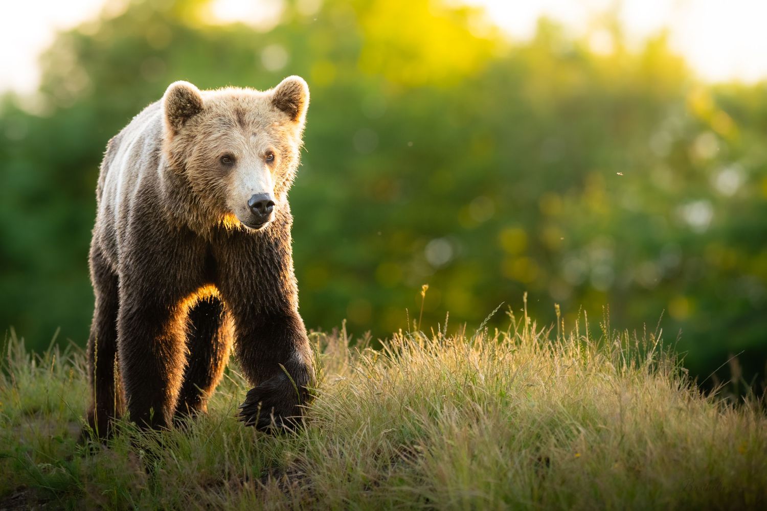 A large brown bear walks through green grass in golden backlit sunlight with forest in background.