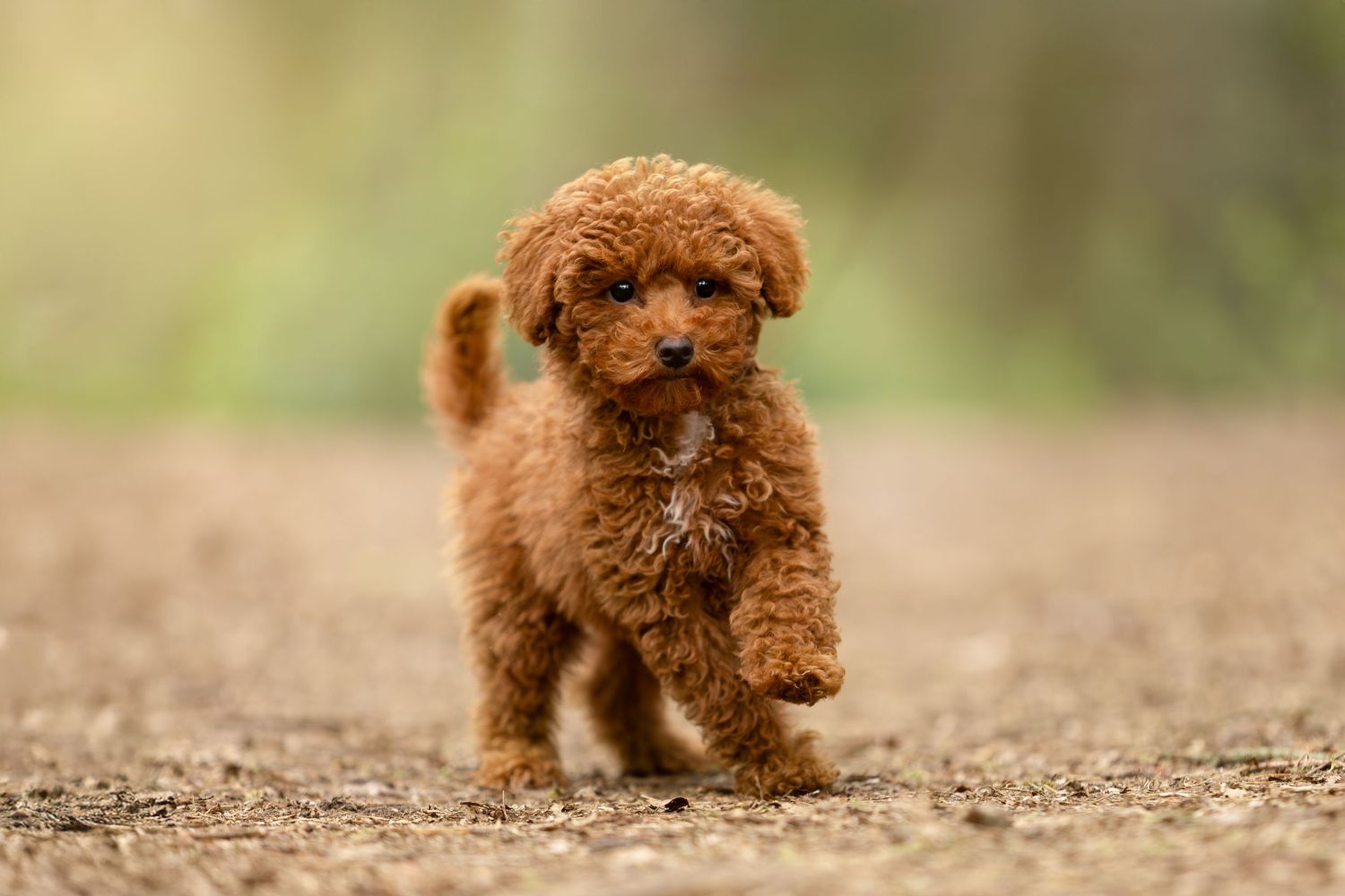 Hondenfotografie Almere

Hondenfotograaf Almere

Hondenfotograaf Flevoland

Honden fotograferen

Hondenfotografie buiten

Baas en hond fotos