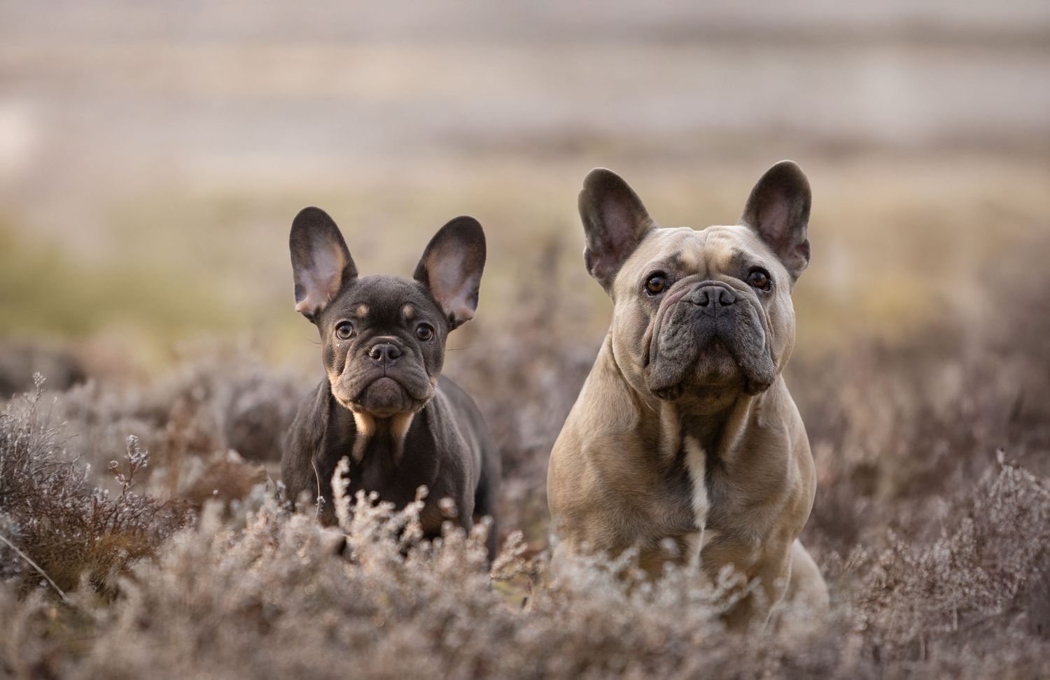 Hondenfotografie
meerdere honden mogelijk.
geduld en rust. 
Leg hun karakter vast voor wie ze zijn