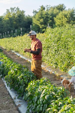 Farmer tending to rows of pepper plants in a sunny agricultural field during harvest season.