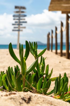 Green succulent plants growing in sandy beach with wooden sign post and ocean in background.