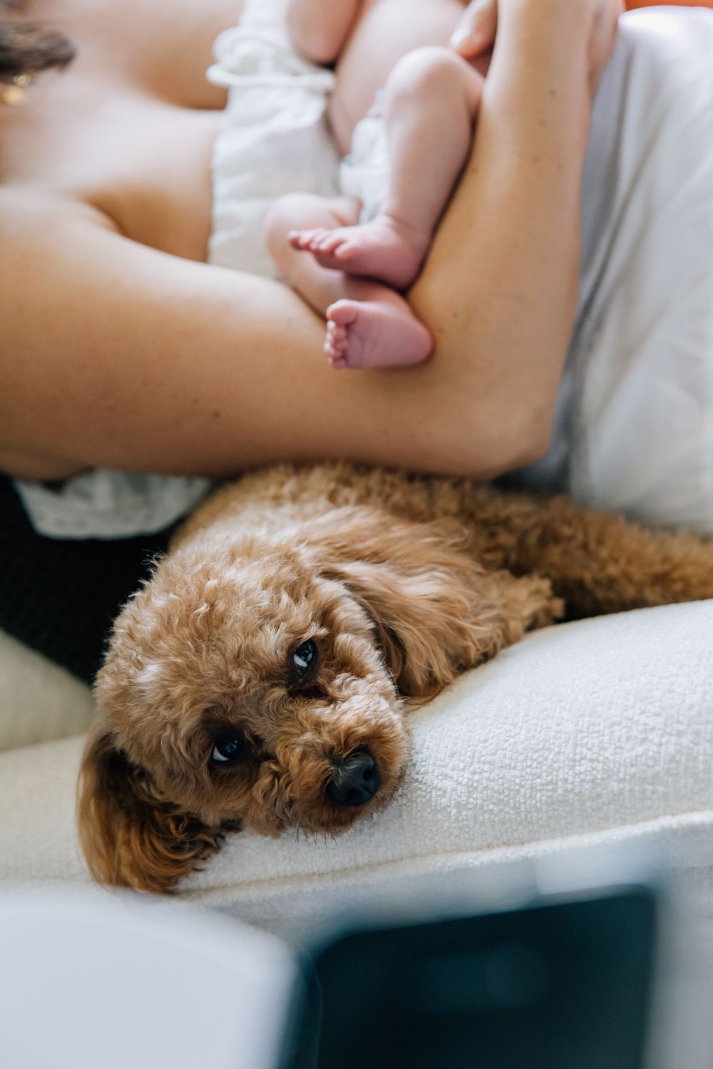 A fluffy golden poodle rests on a white chair beside a mother holding her newborn baby.