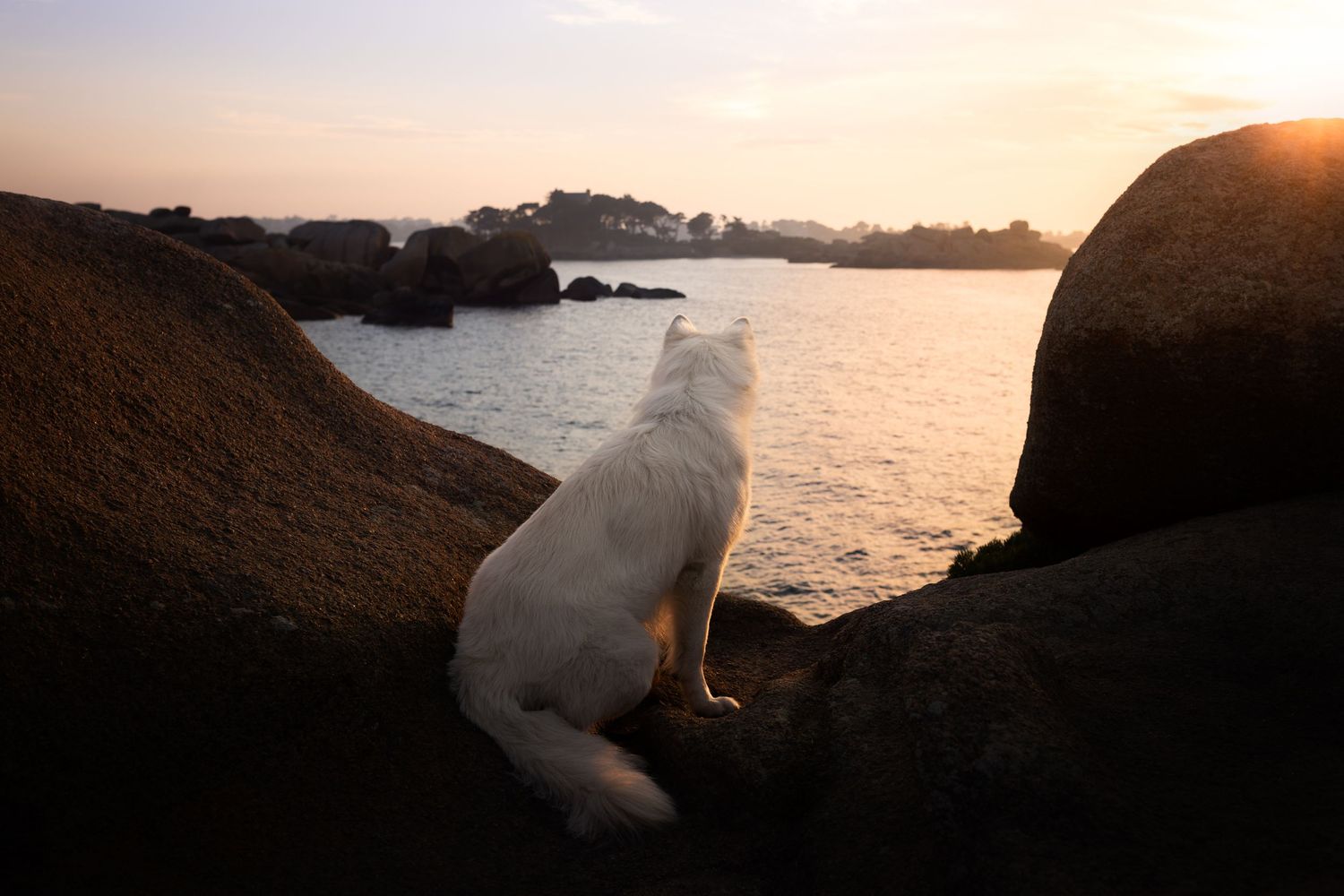 White cat contemplating the ocean view from rocky shoreline at sunset.