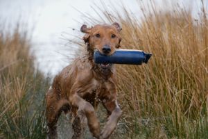 Brown dog splashing through water while retrieving a training dummy.