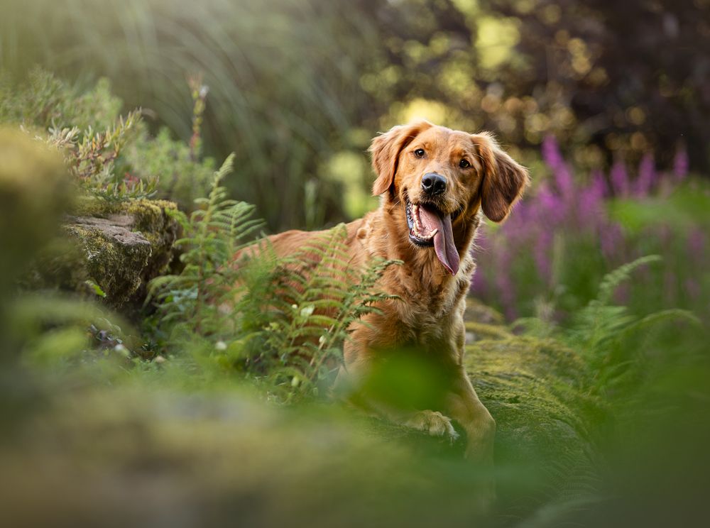 Dog resting among purple wildflowers in summer garden.