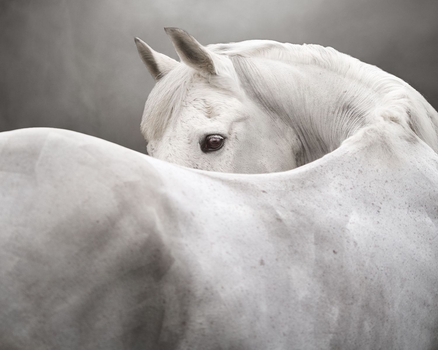 Artistic black and white close-up photograph of a white horse's eye and face against a soft blurred background.