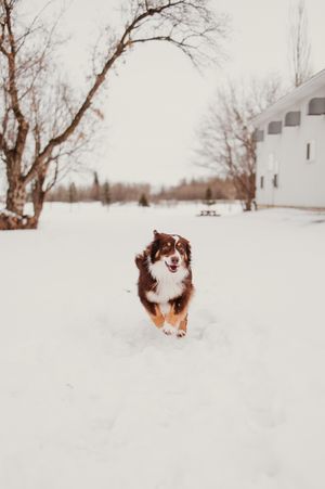 Australian shepherd dog running and playing in deep winter snow with bare trees in the background.