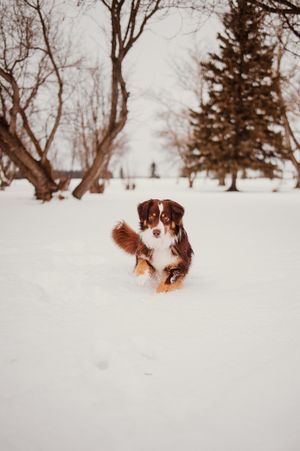 Australian shepherd dog running and playing in deep winter snow with bare trees and evergreens in background.