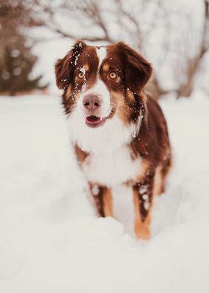 Australian shepherd dog plays joyfully in deep winter snow with brown and white fur visible.