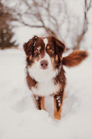 An Australian Shepherd dog with brown and white fur stands in deep snow with snowflakes on its face.