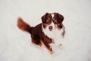 A brown and white Australian Shepherd dog appears in a series of four connected photos showing different poses.