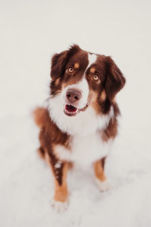 A series of five photos showing different angles of a brown and white Australian Shepherd dog against white backdrop.
