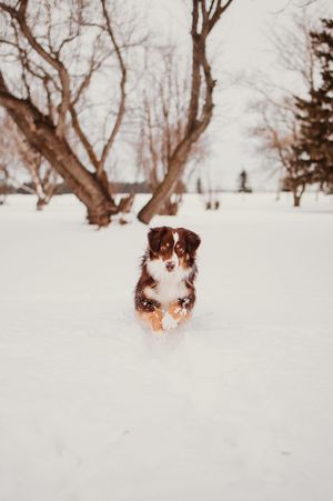Three photos of a brown and white dog peeking through deep snow in a winter forest landscape.
