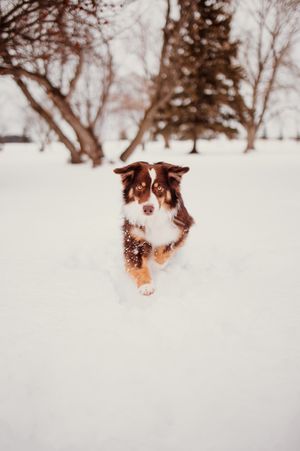 Australian shepherd dog playing and jumping through deep snow in winter landscape with trees in background.
