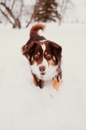 Brown and white Australian shepherd dog peeks through snowy winter landscape with bright eyes.