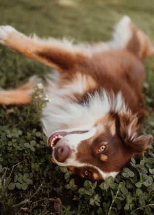 Australian Shepherd lies on back in clover patch with happy expression.