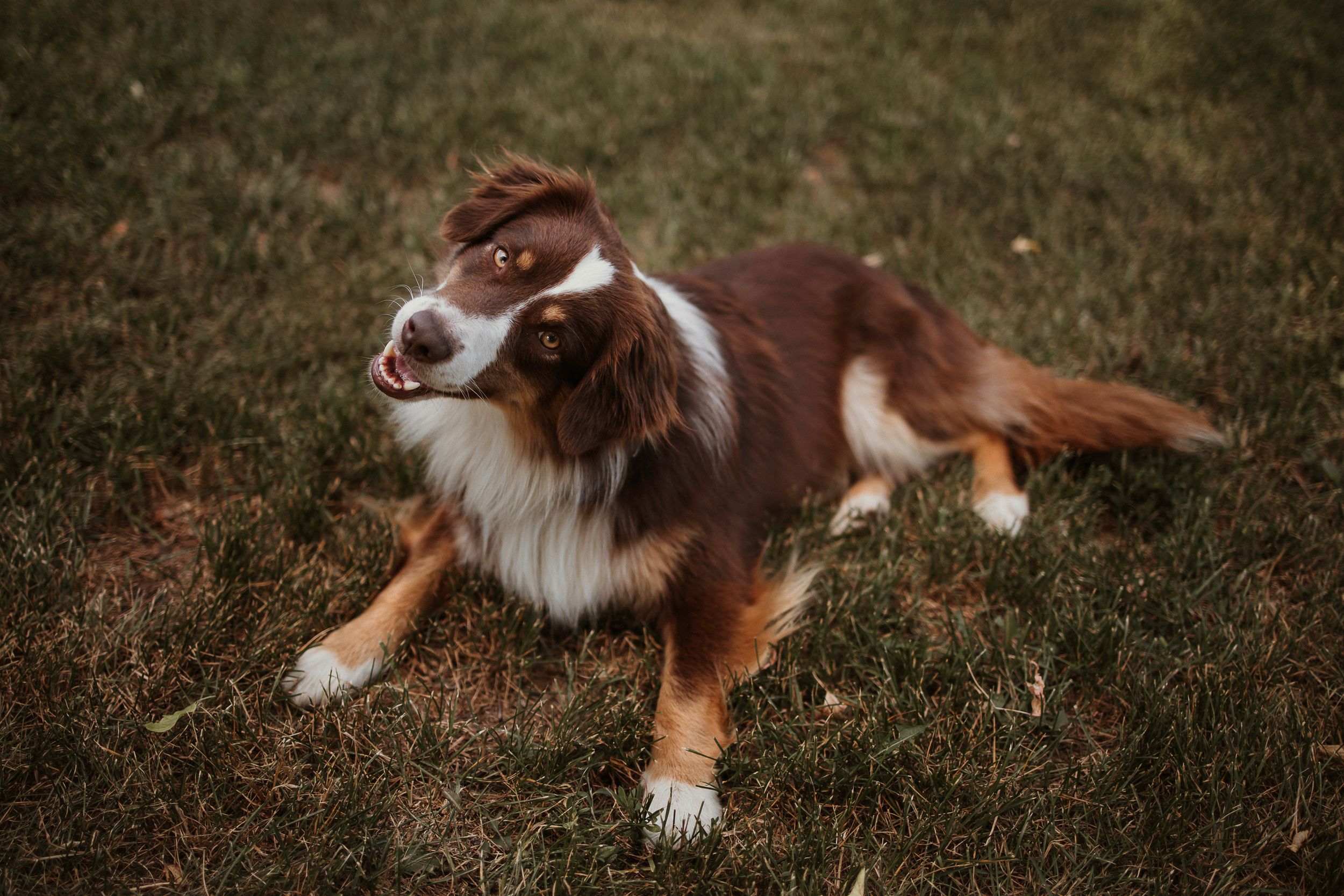 A brown and white Australian Shepherd dog stands alertly on grass with a striking coat and focused expression.