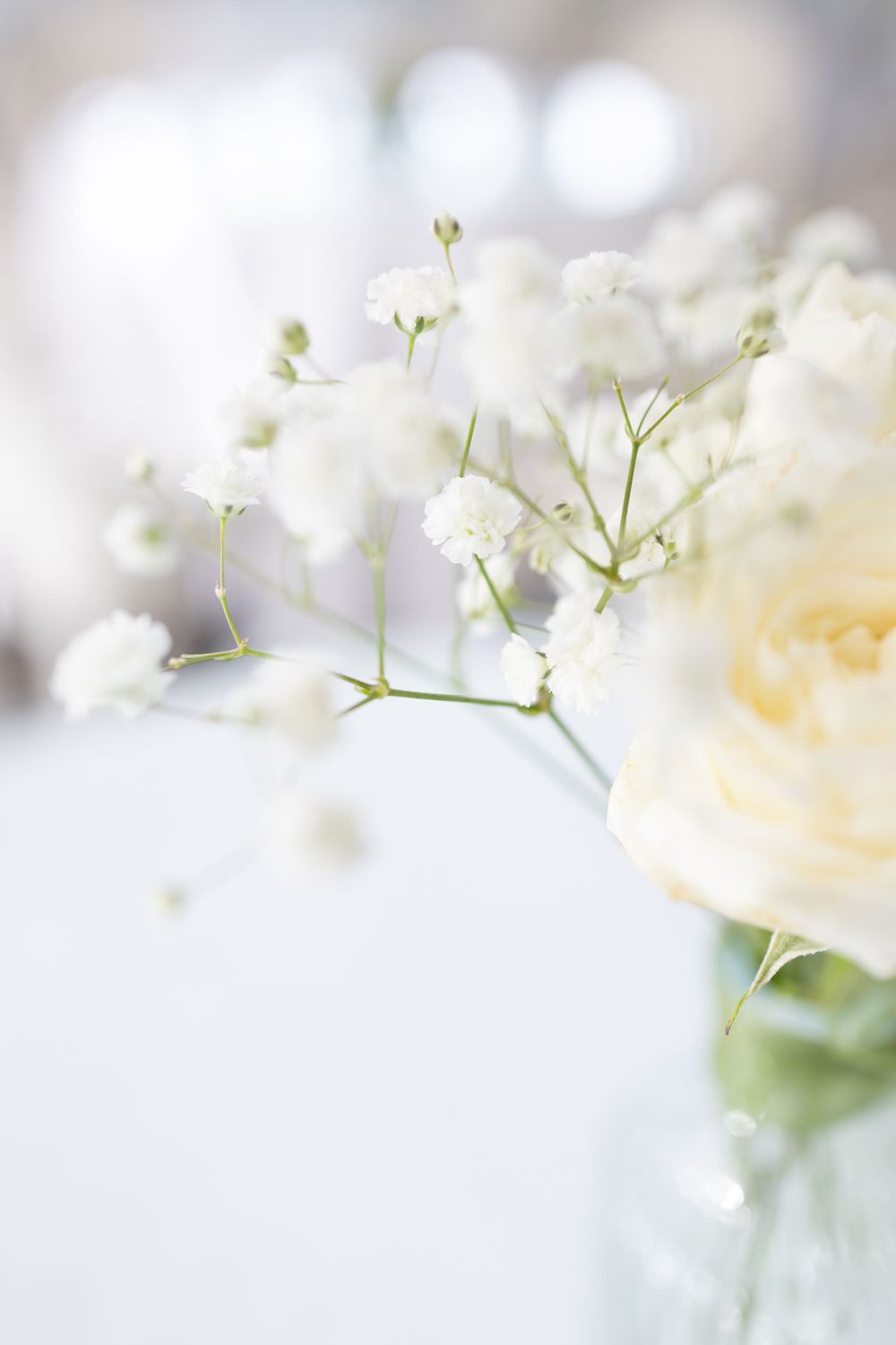 Delicate white baby's breath flowers with soft bokeh effect create an ethereal and romantic floral background.