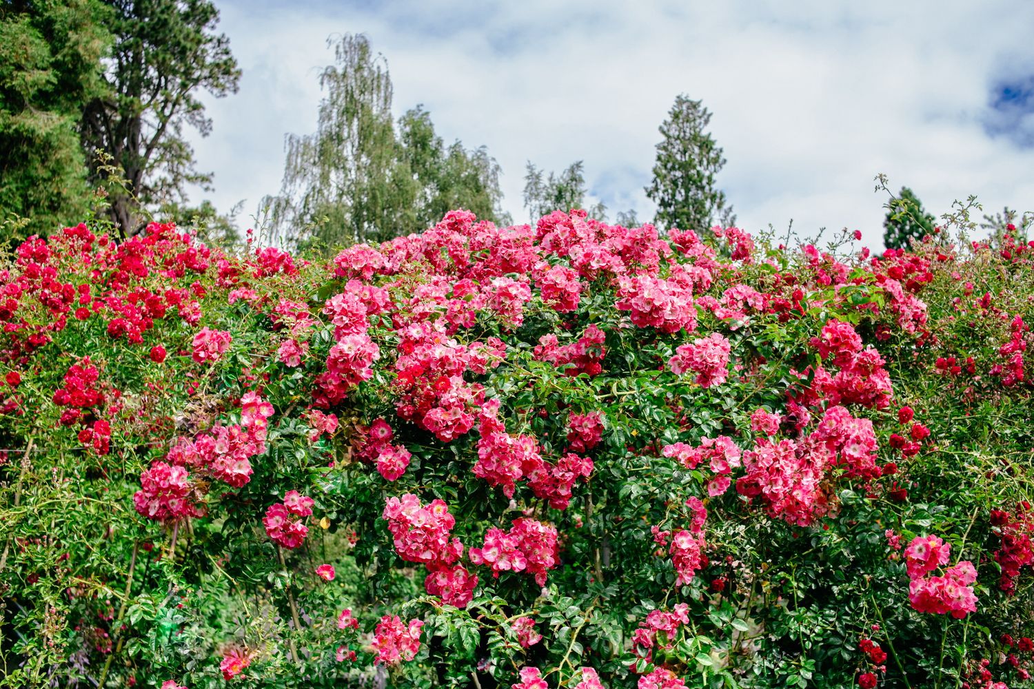 Pink flowers on a bright sunny day