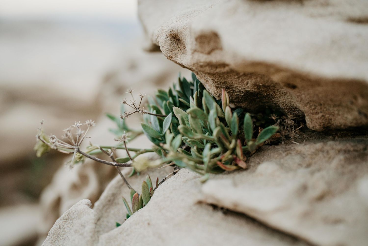 Small succulent plant growing between rocks with delicate white flowers.