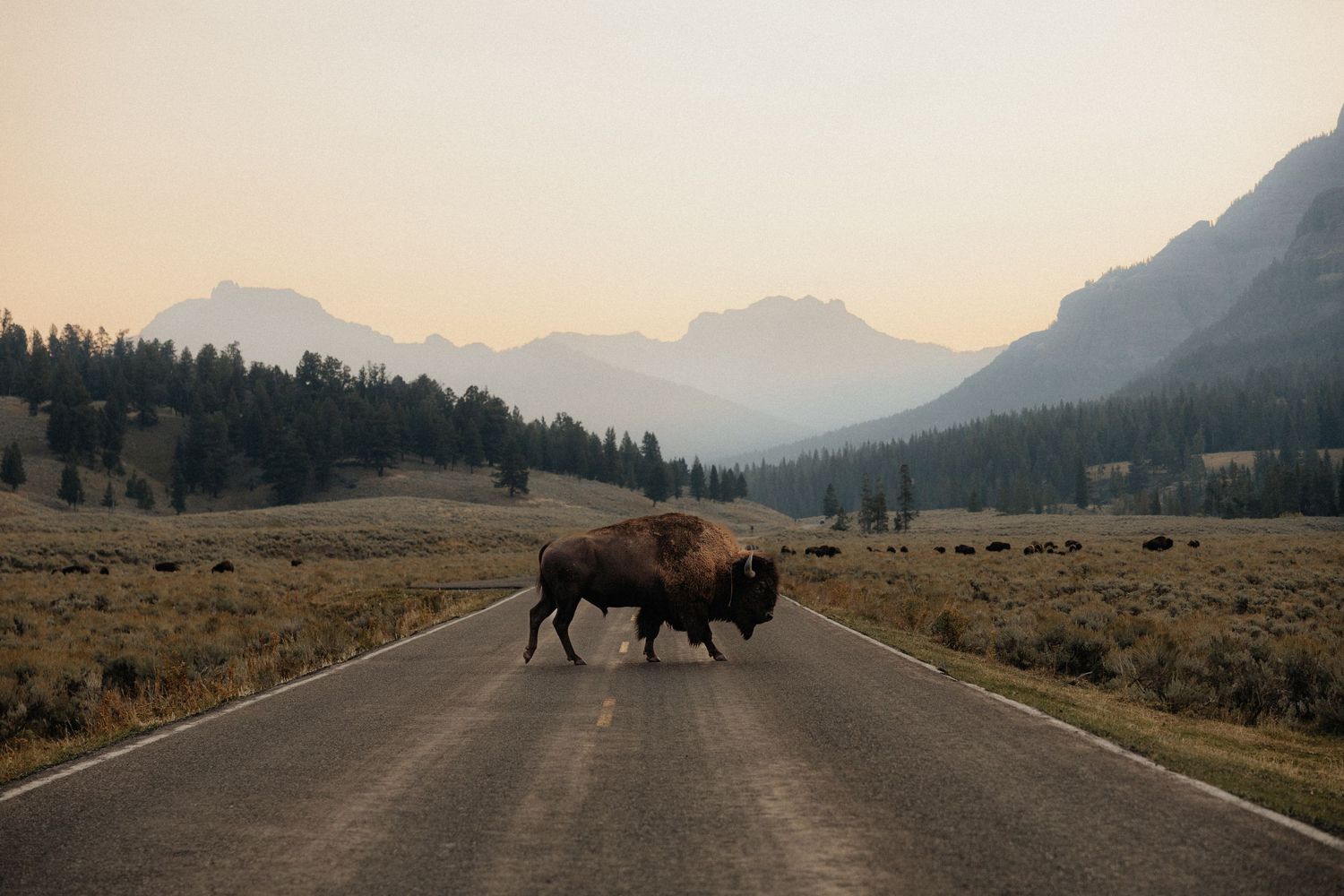 A lone bison stands in the middle of a mountain road during sunset in Yellowstone National Park.