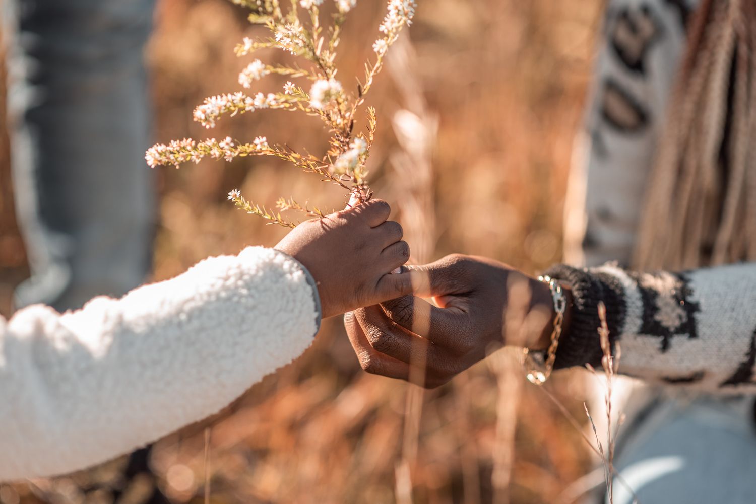 Hands reaching out to touch delicate dried plant stems in winter sunlight.