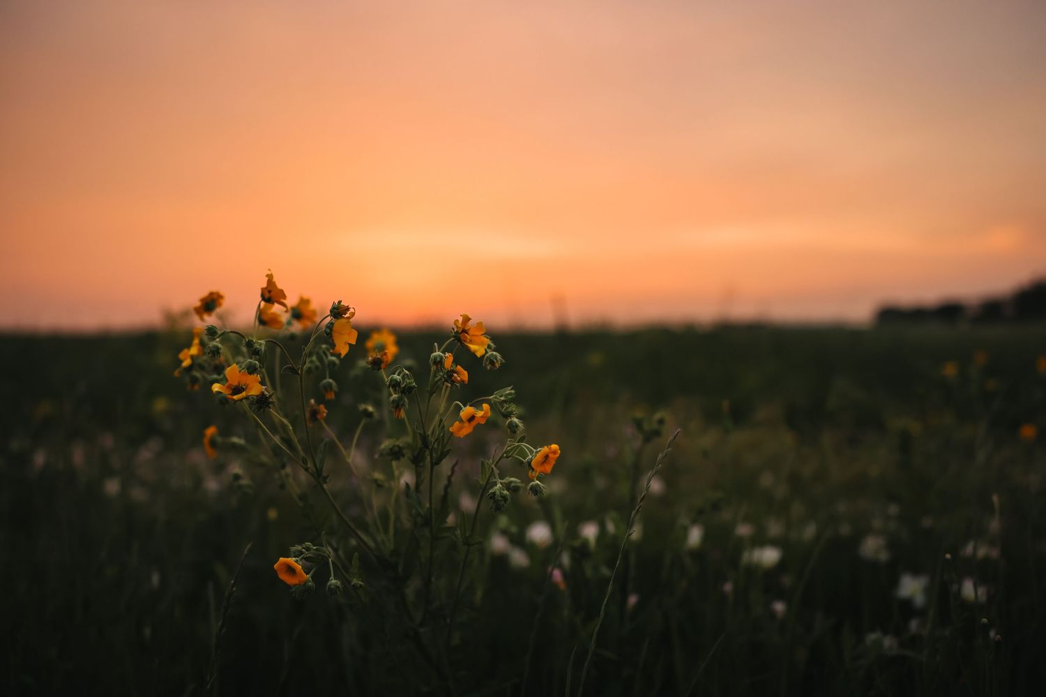 Yellow wildflowers bloom in a green field against a vibrant orange sunset sky.