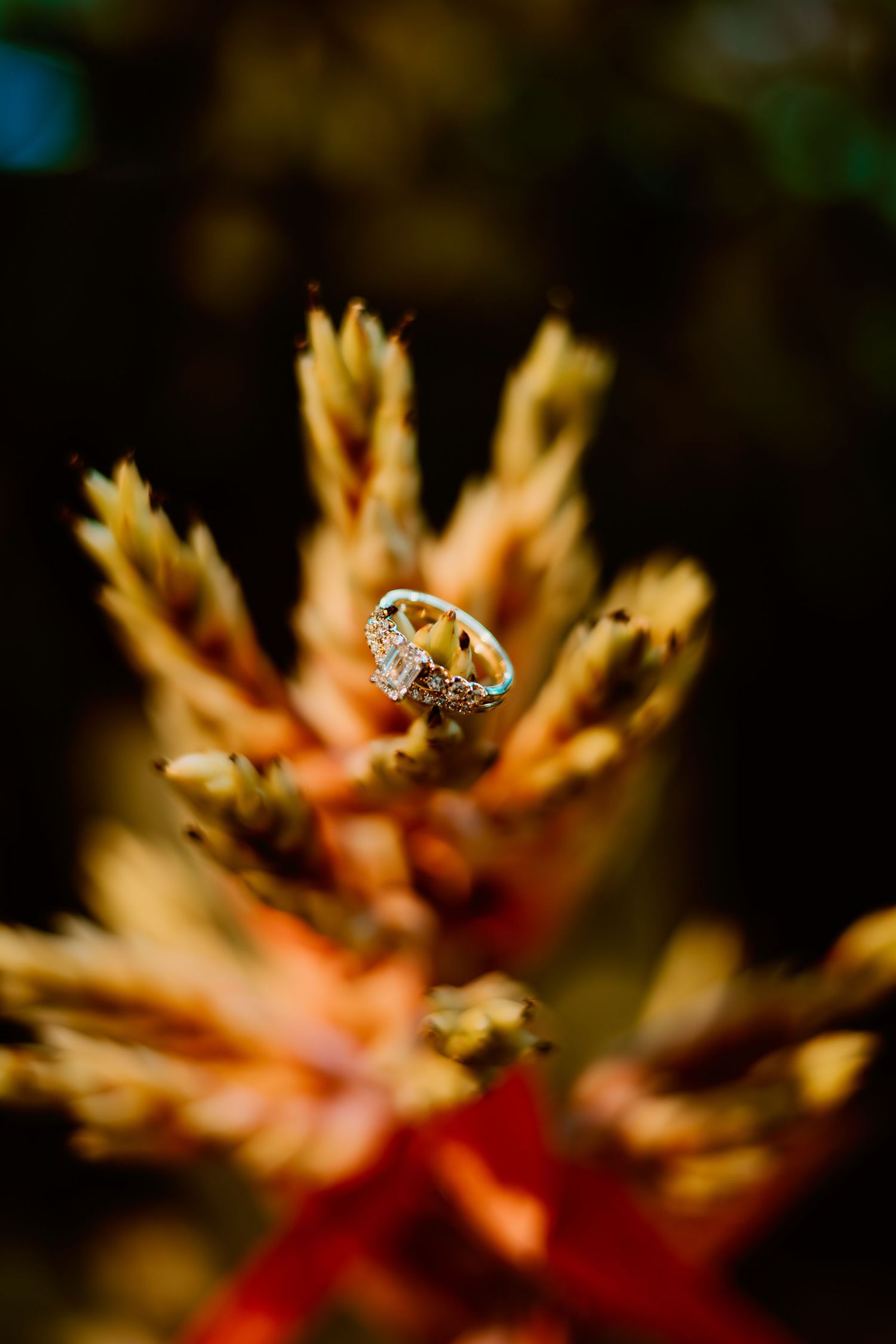 Diamond engagement ring artistically photographed on autumn foliage.