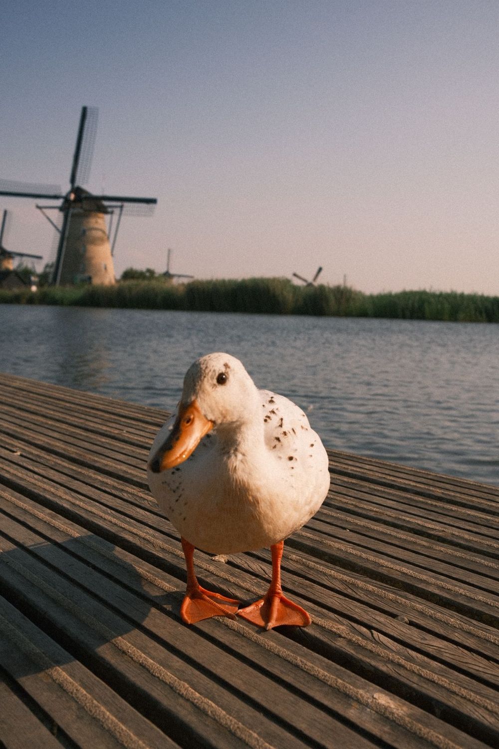 White duck standing on wooden dock with traditional Dutch windmill in background at sunset.