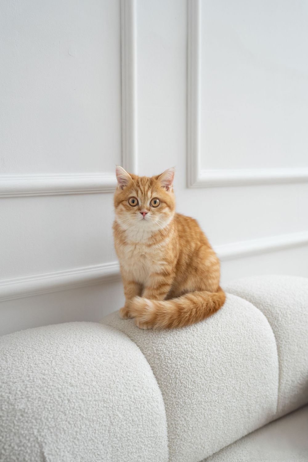Ginger cat sitting elegantly on white couch against minimalist wall.