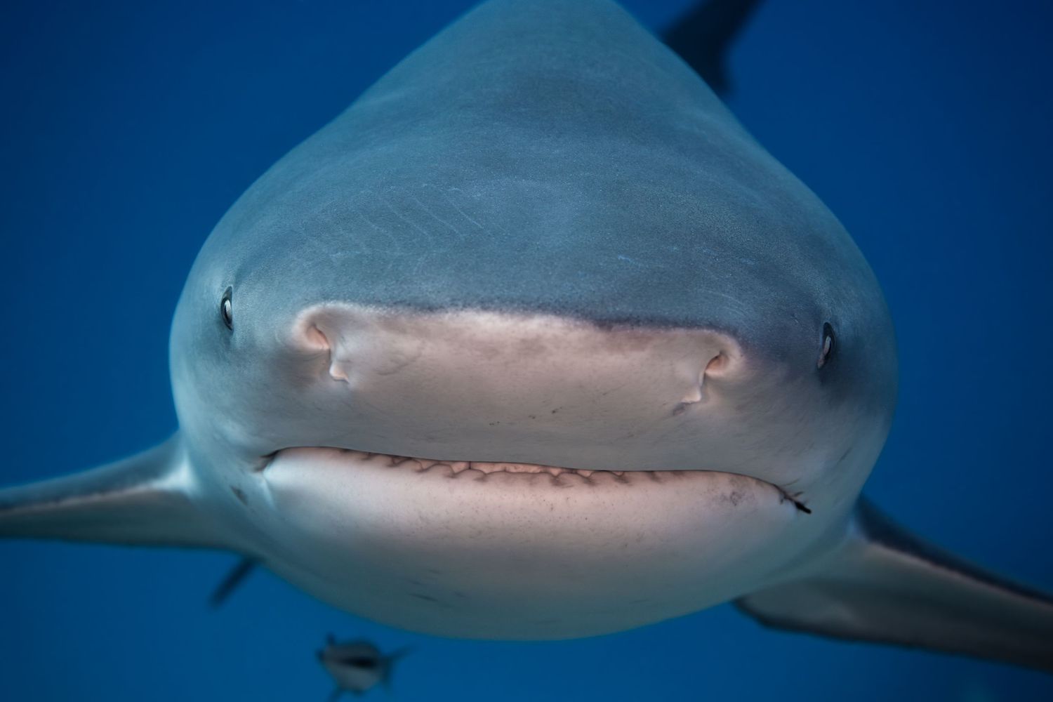 Close-up portrait of bull shark's face showing distinctive blunt nose against deep blue water.