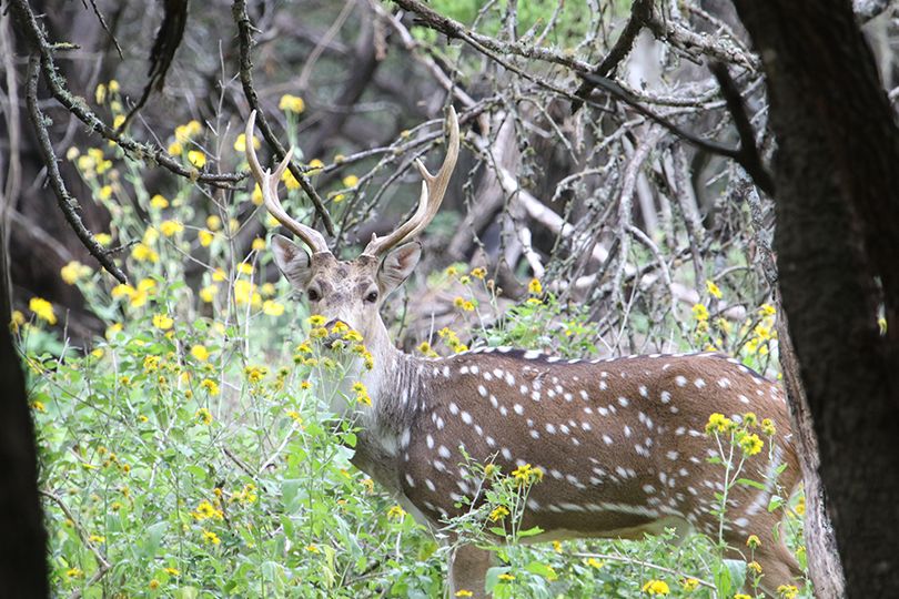 White_Tail_Buck