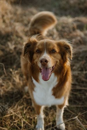 Aussie