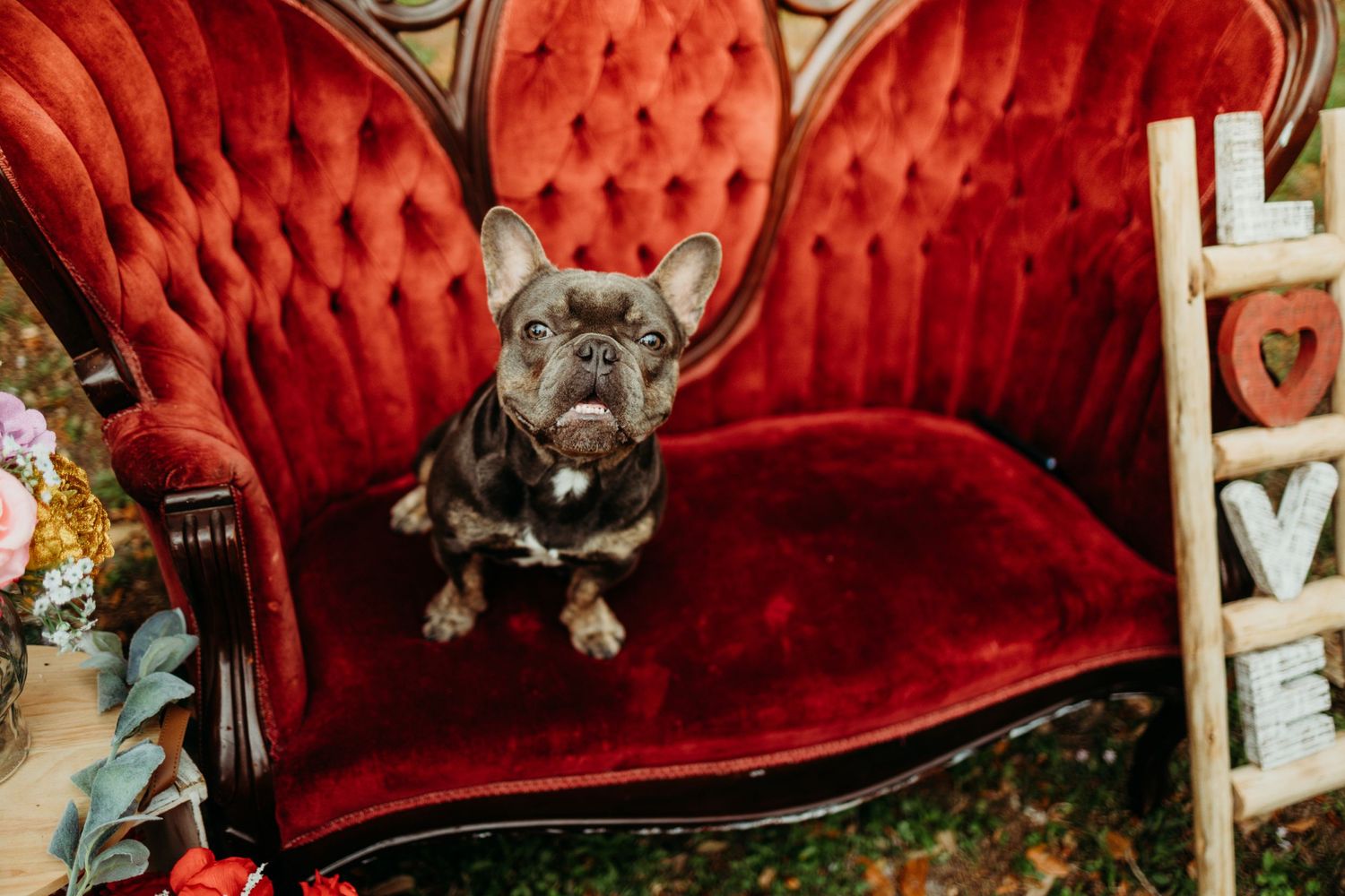 Gray French Bulldog sitting on vintage red velvet loveseat with LOVE sign.
