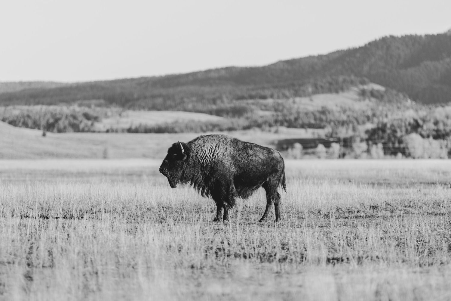 A panoramic black and white photograph shows a herd of buffalo grazing on rolling prairie grasslands.