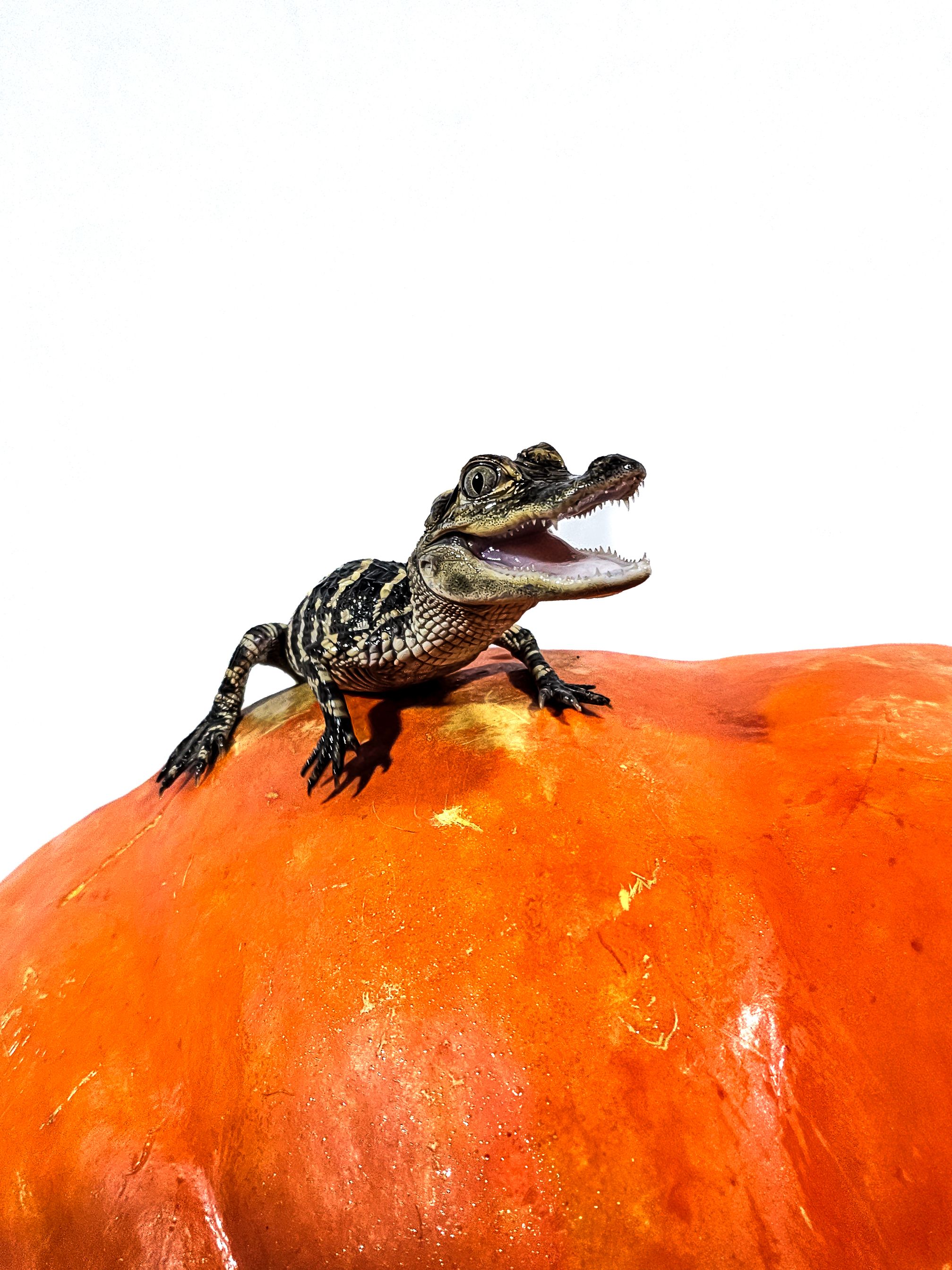 A small alligator is laying on a pumpkin in front of a white background