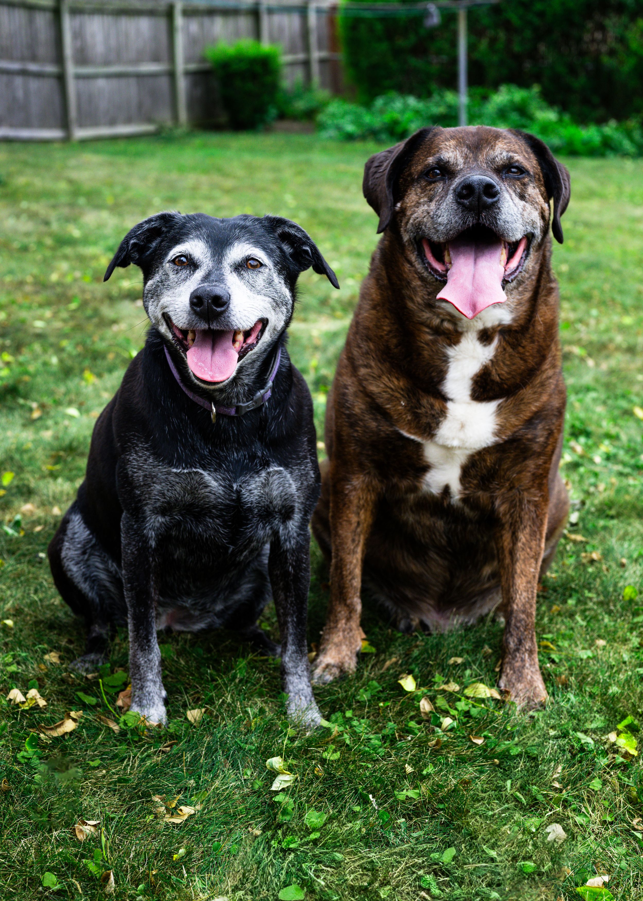A black dog with grey face and a brown dog with grey face are laying sitting by side in the grass