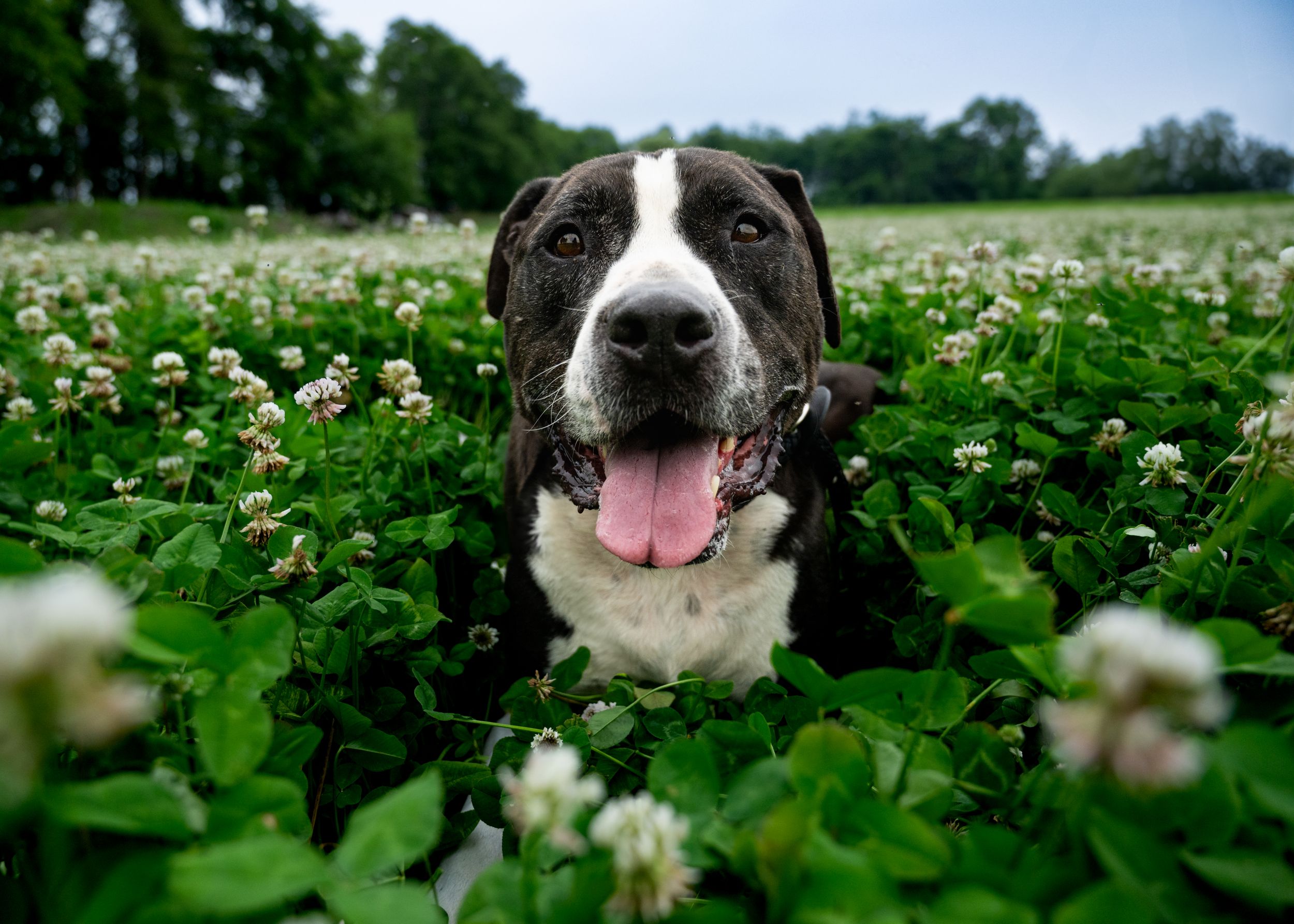 A black and white dog is laying in a field of clover