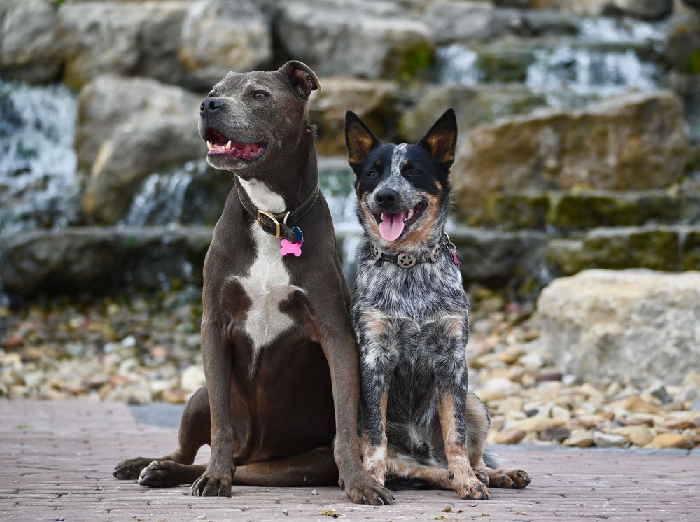 Pitbull and Blue Heeler puppy