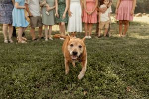 Happy golden retriever running in grass with family standing in background.