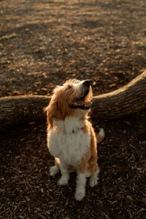 Brown and white dog looking up with happy expression during sunset.