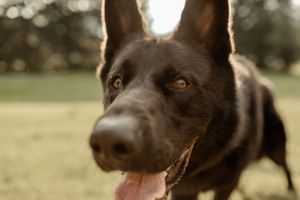 Close up portrait of a black German Shepherd dog with its tongue out in a sunny field.