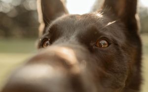 Extreme close up of a black German Shepherd's face showing deep brown eyes.