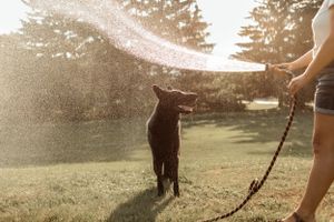 Black dog playing in water spray on a sunny summer evening.