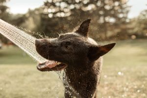 Happy black dog getting sprayed with water on a warm sunny day.