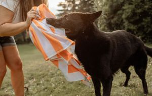Black dog playing with orange towel outdoors during summer.