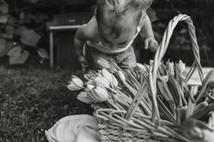 Black and white image of small child reaching into basket filled with fresh tulips.
